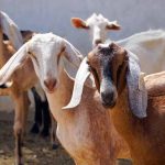 बकरी प्लेग की आशंका से इंदौर में अलर्ट, 8 लाख से अधिक पशुओं का हुआ PPR टीकाकरण बकरी प्लेग की आशंका से इंदौर में अलर्ट, 8 लाख से अधिक पशुओं का हुआ PPR टीकाकरण