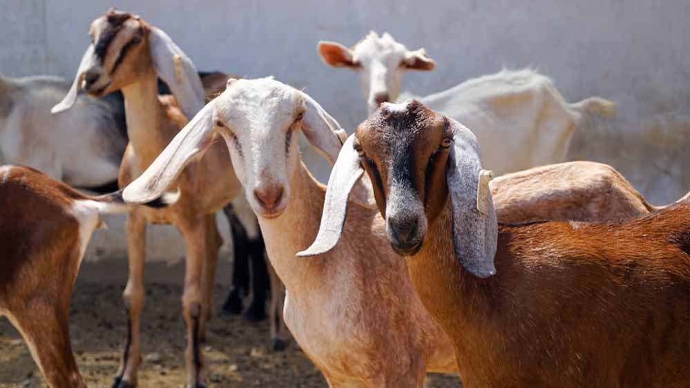 बकरी प्लेग की आशंका से इंदौर में अलर्ट, 8 लाख से अधिक पशुओं का हुआ PPR टीकाकरण