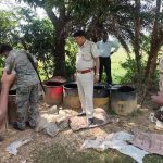 झारखंड के पलामू में छापेमारी, 1100 किलो से अधिक जावा महुआ और महुआ शराब नष्ट