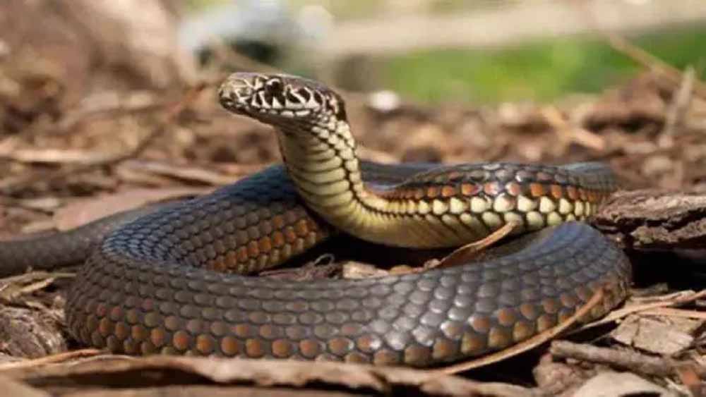 बाढ़ के बाद लखनऊ के घरों में नागों का डेरा, कोबरा और रसल वाइपर समेत 110 सांप मिले