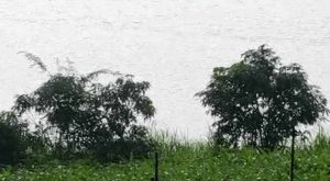 मध्यप्रदेश में मौसम बना जानलेवा, एक साल में 537 मौतें; बढ़ती गर्मी और कंक्रीट से बढ़ी चिंता