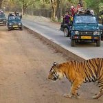 MP के बांधवगढ़ टाइगर रिजर्व में उमड़ी पर्यटकों की भीड़, 8 दिन में 4598 लोगों ने देखा जंगल