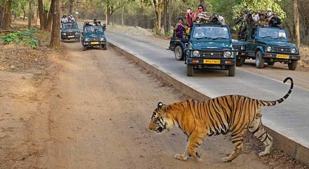 MP के बांधवगढ़ टाइगर रिजर्व में उमड़ी पर्यटकों की भीड़, 8 दिन में 4598 लोगों ने देखा जंगल