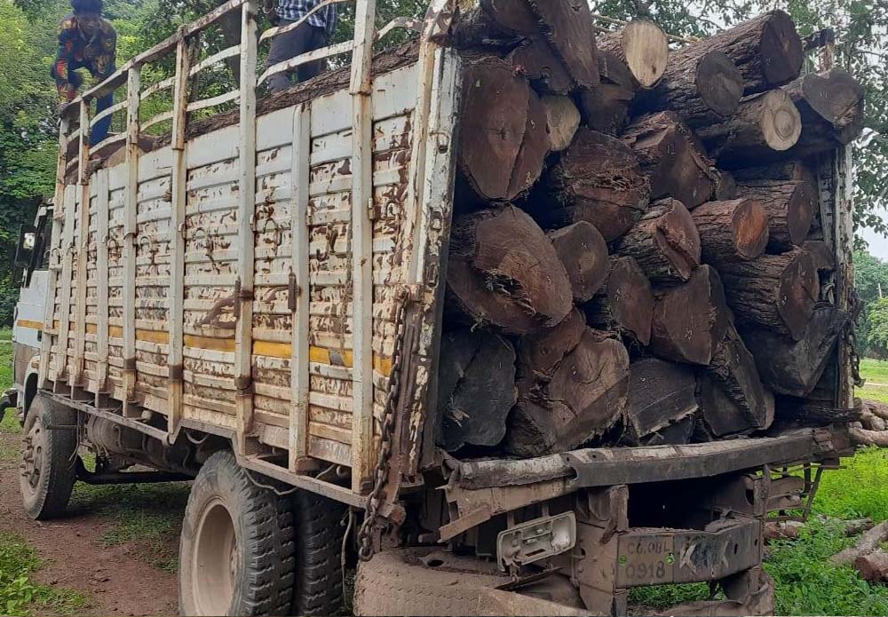 बिलासपुर में जंगल की अवैध कटाई पर बड़ी कार्रवाई, सागौन की लाखों की लकड़ी जब्त बिलासपुर में जंगल की अवैध कटाई पर बड़ी कार्रवाई, सागौन की लाखों की लकड़ी जब्त