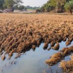 बाढ़ से फसल बर्बाद, मुआवजे पर किसानों का गुस्सा फूटा; सर्वे टीम को वापस भेजा