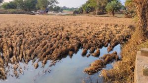 बाढ़ से फसल बर्बाद, मुआवजे पर किसानों का गुस्सा फूटा; सर्वे टीम को वापस भेजा