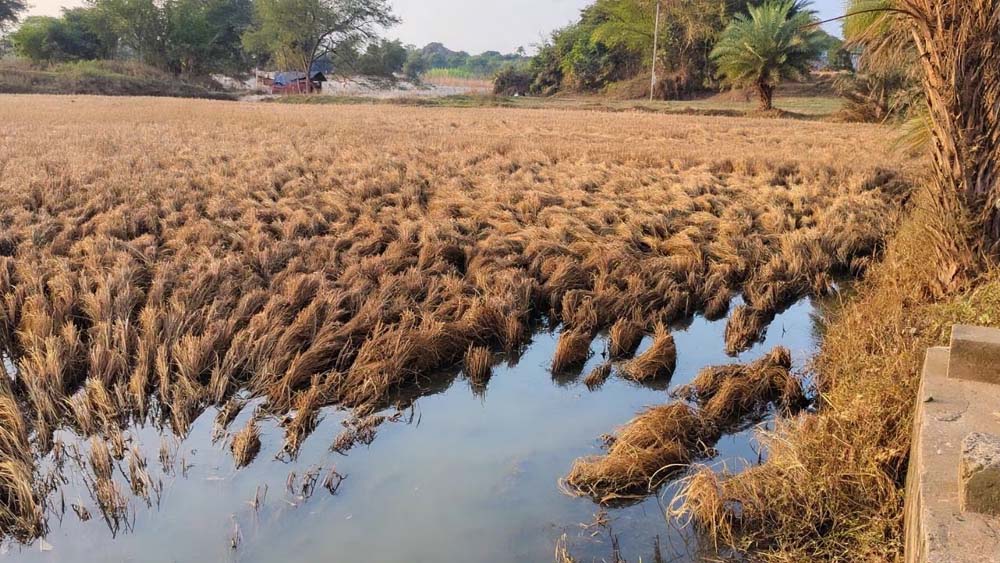 बाढ़ से फसल बर्बाद, मुआवजे पर किसानों का गुस्सा फूटा; सर्वे टीम को वापस भेजा बाढ़ से फसल बर्बाद, मुआवजे पर किसानों का गुस्सा फूटा; सर्वे टीम को वापस भेजा