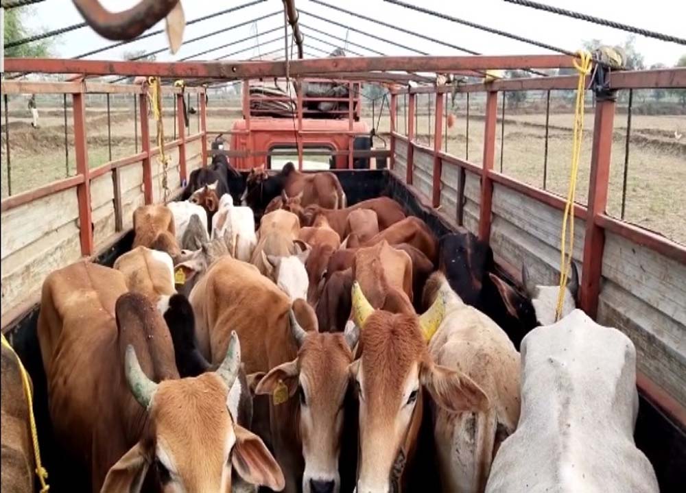 CG में गौ हत्या के मामलों पर वकीलों का बड़ा फैसला, आरोपियों की पैरवी से किया इनकार CG में गौ हत्या के मामलों पर वकीलों का बड़ा फैसला, आरोपियों की पैरवी से किया इनकार