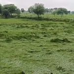 बस्तर में मौसम की मार का खतरा, खेतों में पड़ी फसल बचाने में जुटे किसान