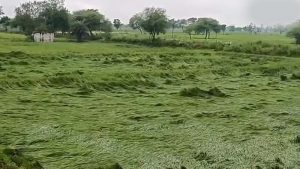 बस्तर में मौसम की मार का खतरा, खेतों में पड़ी फसल बचाने में जुटे किसान