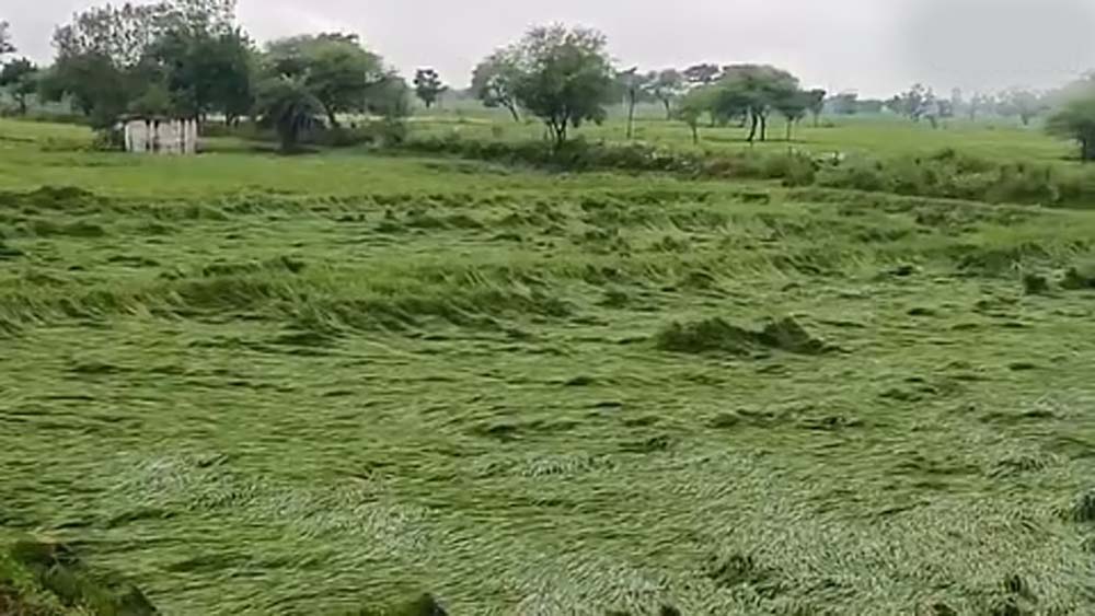 बस्तर में मौसम की मार का खतरा, खेतों में पड़ी फसल बचाने में जुटे किसान बस्तर में मौसम की मार का खतरा, खेतों में पड़ी फसल बचाने में जुटे किसान