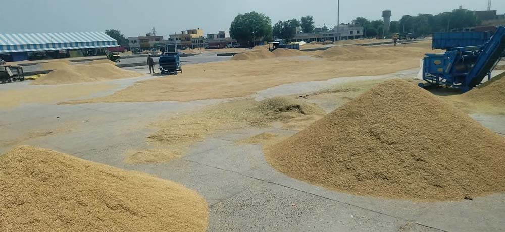 नए बारदानों की खरीदी अटकी, पुराने बारदानों से होगी धान खरीदी नए बारदानों की खरीदी अटकी, पुराने बारदानों से होगी धान खरीदी