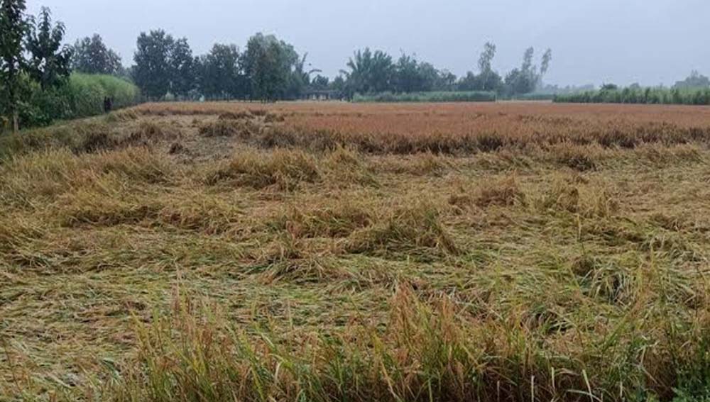 बाढ़ से तबाह हुई फसल, छत्तीसगढ़ के किसानों ने 21 क्विंटल प्रति एकड़ मुआवजे की उठाई मांग