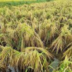तीन दिन से पानी में डूबी धान की फसल, किसानों की बढ़ी चिंता