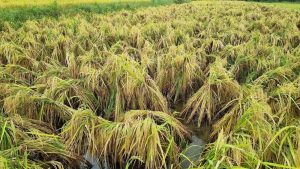 तीन दिन से पानी में डूबी धान की फसल, किसानों की बढ़ी चिंता