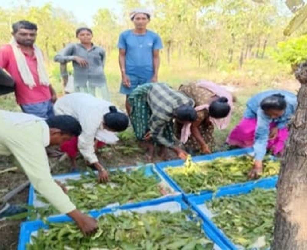 तसर पालन से बढ़ेंगे ग्रामीणों की आमदनी के अवसर