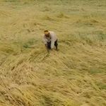 12 अक्टूबर तक पूरा होगा फसल क्षति का डिजिटल सर्वे, प्रभावित किसानों को मिलेगी नियमानुसार सहायता