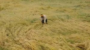 12 अक्टूबर तक पूरा होगा फसल क्षति का डिजिटल सर्वे, प्रभावित किसानों को मिलेगी नियमानुसार सहायता