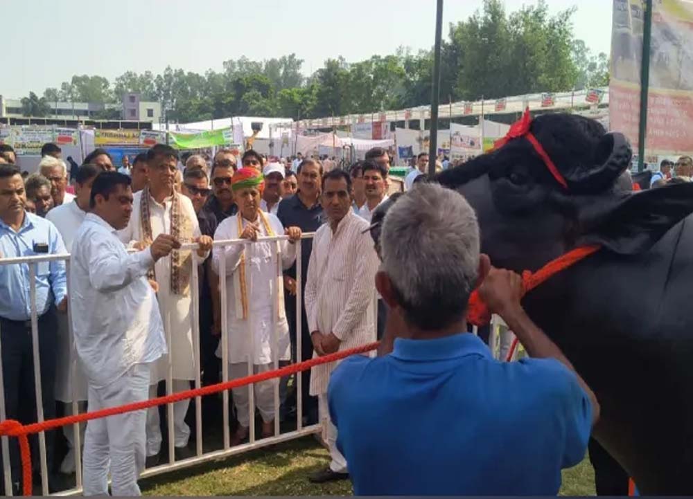 हरियाणा का 15 करोड़ का ‘विधायक’ बना चर्चा का विषय, खुराक में खाता है काजू-बादाम