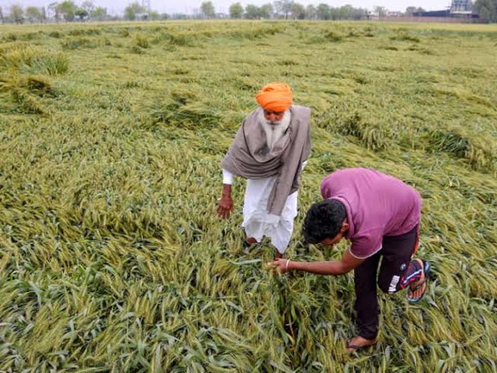 हरियाणा में बारिश से बदला मौसम, खेतों में जलभराव से किसान परेशान