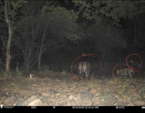 रिजर्व में बाघों की संख्या बढ़कर हुई 11, इनमें 6 का जन्म हुआ माधव टाइगर रिजर्व में रिजर्व में बाघों की संख्या बढ़कर हुई 11, इनमें 6 का जन्म हुआ माधव टाइगर रिजर्व में