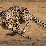 Kuno Cheetah Update: जंगल से बाहर निकलने वाले चीतों की होगी खास निगरानी, 10 साल का लैंडस्केप प्लान तैयार