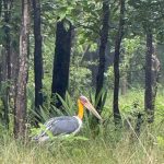 कोर एवं बफर के सभी पर्यटन जोन सामान्य रूप से संचालित, किसी भी गेट को बंद नहीं किया गया