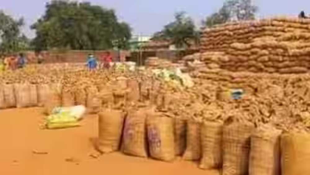 15 नवम्बर से शुरू होगी धान खरीदी, 27.50 लाख से अधिक किसानों से ₹3100 प्रति क्विंटल की दर से खरीदा जाएगा धान 15 नवम्बर से शुरू होगी धान खरीदी, 27.50 लाख से अधिक किसानों से ₹3100 प्रति क्विंटल की दर से खरीदा जाएगा धान