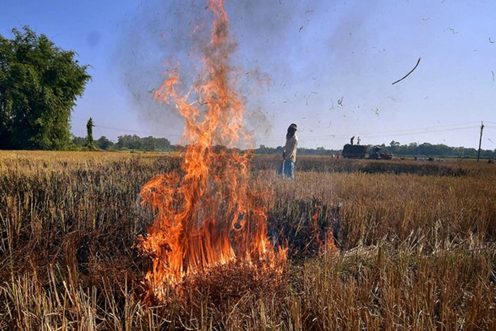 पंजाब को भी पीछे छोड़ने वाले विदिशा में फिर जली पराली, प्रशासन ने की कार्रवाई